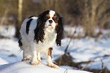 CAVALIER KING CHARLES 422